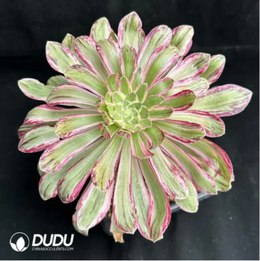 1-2424.webp Aeonium V variegated - Image 1