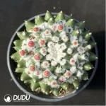 Cactus-Mammillaria bucareliensis erusamu