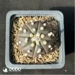 Cactus-purple asterias