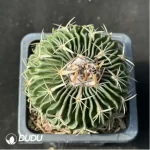 Cactus-Echinofosstulo lloydii Britt et rose