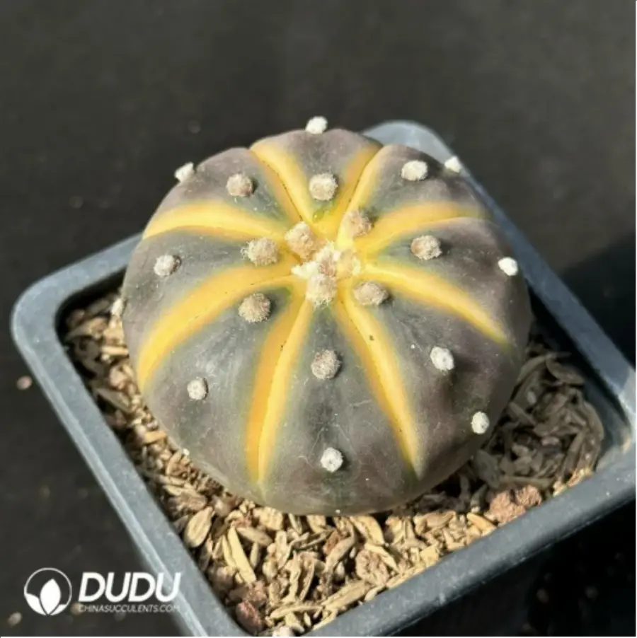 1-2433.webp Cactus-Astrophytum asterias Variegate - Image 1