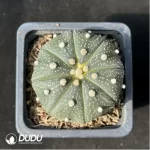Cactus-Astrophytum asterias