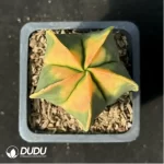 Astrophytum myriostigma 'Variegata'