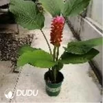 0.4/Pcs Curcuma hybrida 'Red Torch' Seedling(100Pcs??