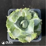 Agave potatorum var. verschaffelti variegate white