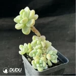 Sedum clavatum Clustering