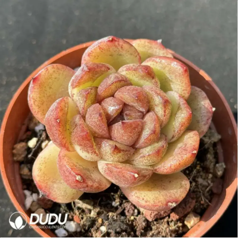 1-2448.webp Echeveria 'Black Crystal' - Image 1