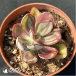 Echeveria nodulosa
