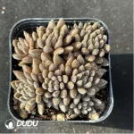 Echeveria Sinocrassula yunnanensis Clustering