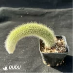 CleistoCactus-winteri.Monkey Tail Cactus