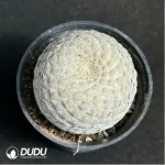 Euphorbia-piscidermis(Grafted)