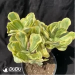 Euphorbia-poissonii variegated 3-4heads Clustering (Grafted)
