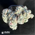 Echeveria Rose Moon Shadow Embellishment crested Cristate