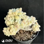 Echeveria  Frosty .Cristate Clustering