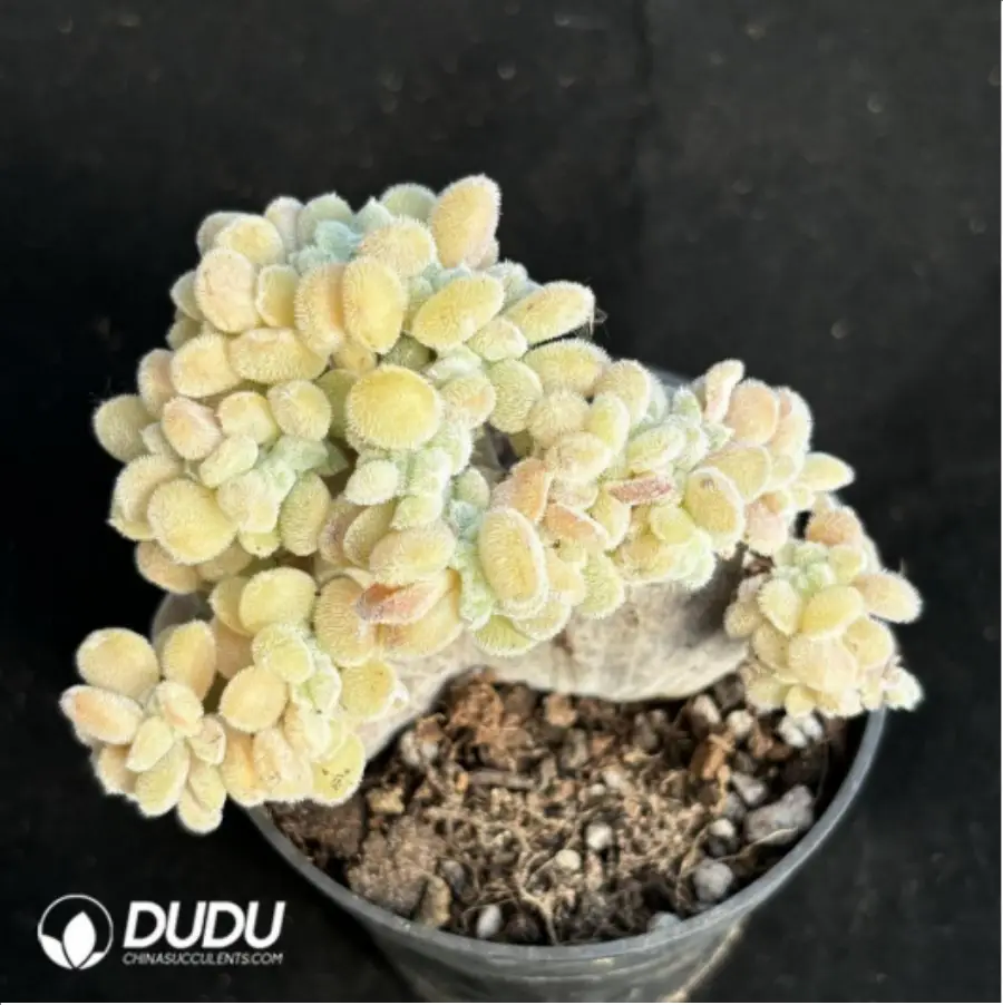 1-2475.webp Echeveria Frosty .Cristate Clustering - Image 1