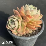 Echeveria Ice city 
Double Head