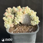 Echeveria Frosty .Cristate Clustering