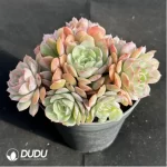 Echeveria Onslow
Clustering