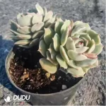 Echeveria Pink Laura
Double Head