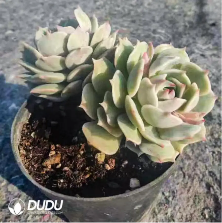 1-2492.webp Echeveria Pink Laura
Double Head - Image 1