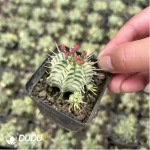 Euphorbia meloformis f. variegated