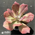 Echeveria diamond  variegated