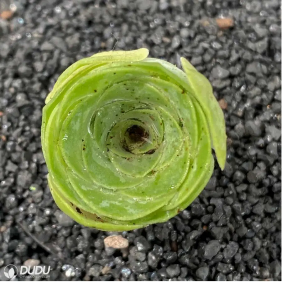 1-2507.webp Aeonium Golden Parma Greenovia - Image 1