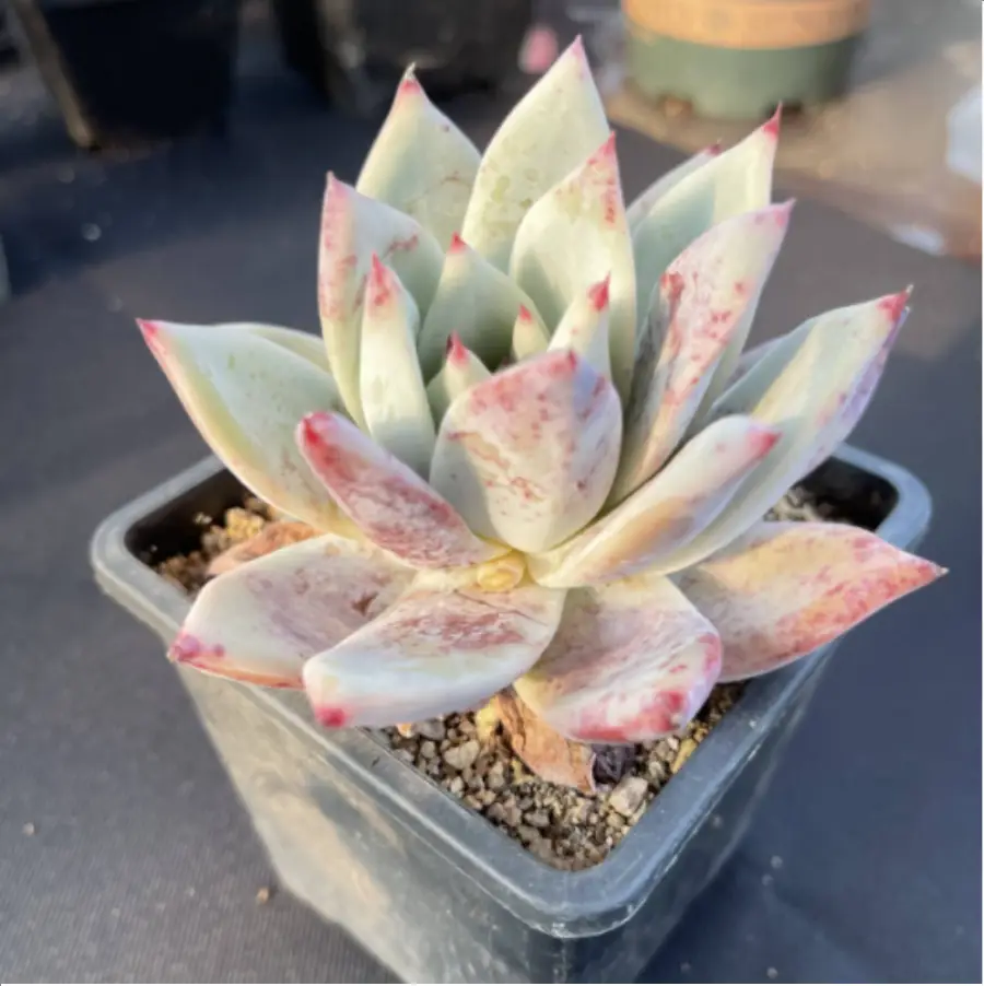 1-2509.webp Echeveria Colorata - Image 1