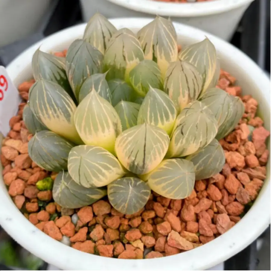 1-2512.webp Haworthia davidii.neon - Image 1