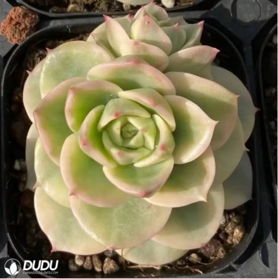 1-2521.webp Echeveria Rolly variegated - Image 1