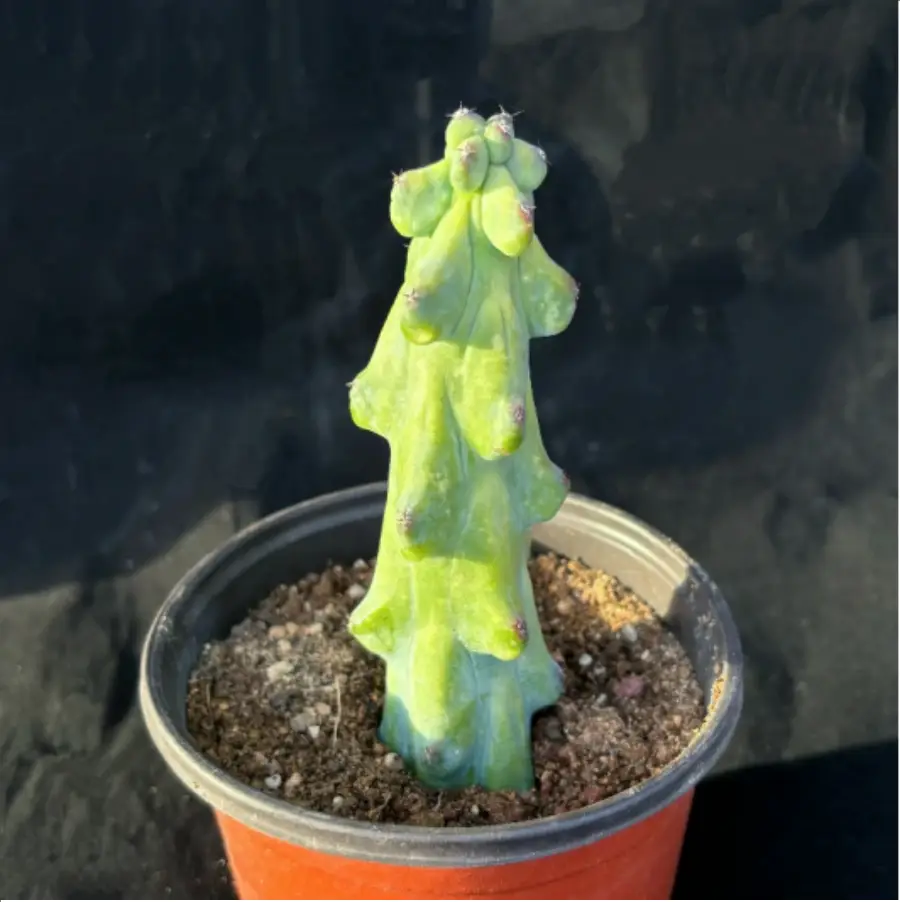 1-2534.webp Cactus-Boobie - Image 1