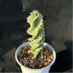Cactus-Cereus forbesii Spiralis cactus
