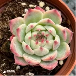 Echeveria Chihuahuaensis