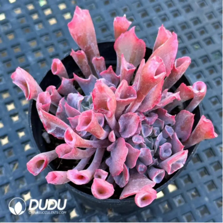 1-2543.webp Echeveria Trumpet Pinky - Image 1