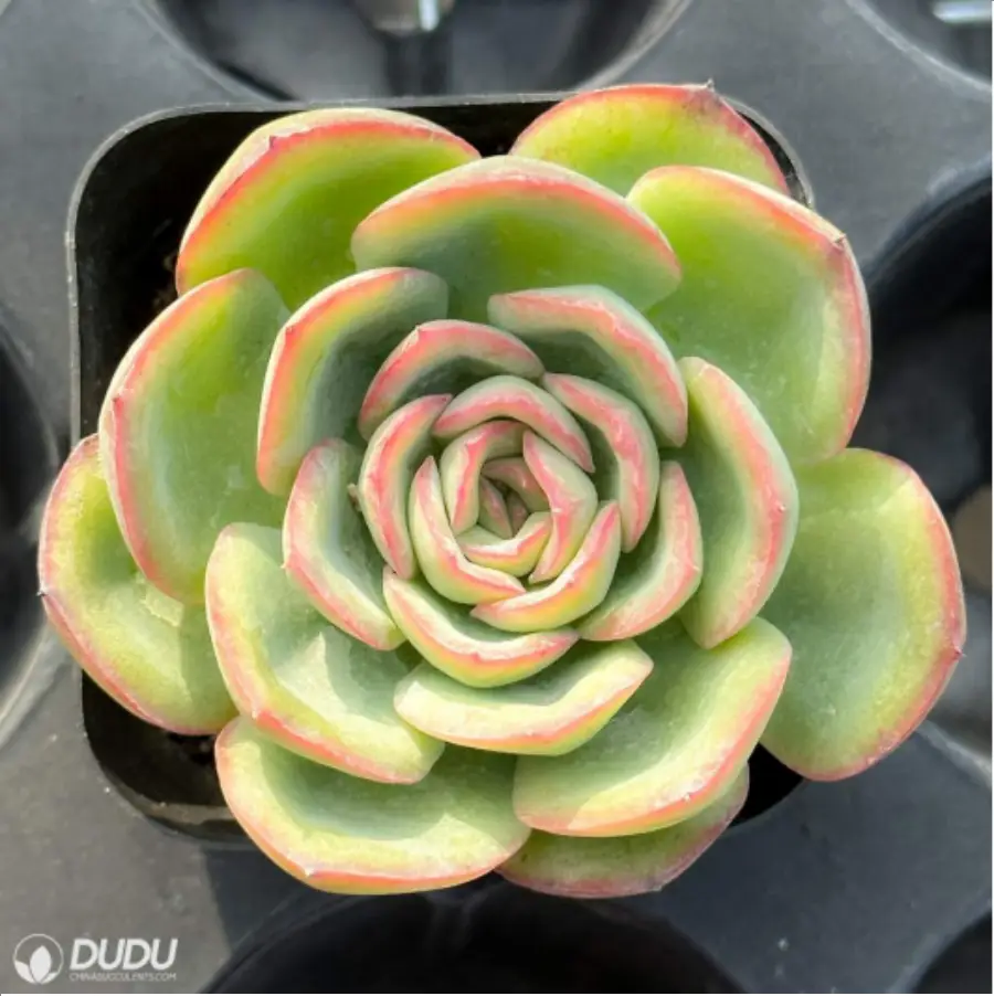 1-2553.webp Echeveria Paramera - Image 1