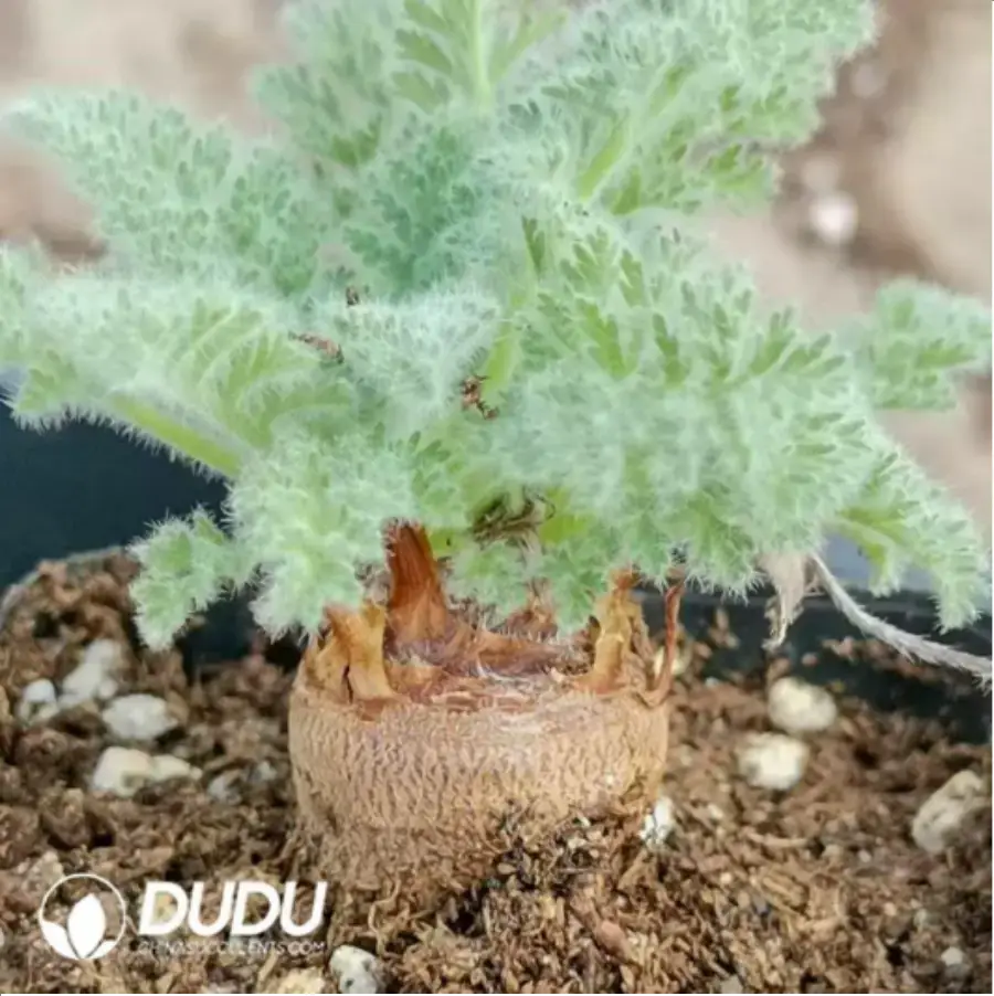 1-257.webp Pelargonium Appendiculatum - Image 1