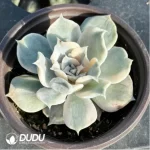 Echeveria lilacina Kimnach & Moran Variegated