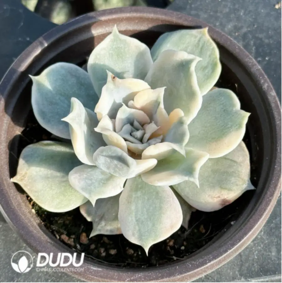 1-2582.webp Echeveria lilacina Kimnach & Moran Variegated - Image 1