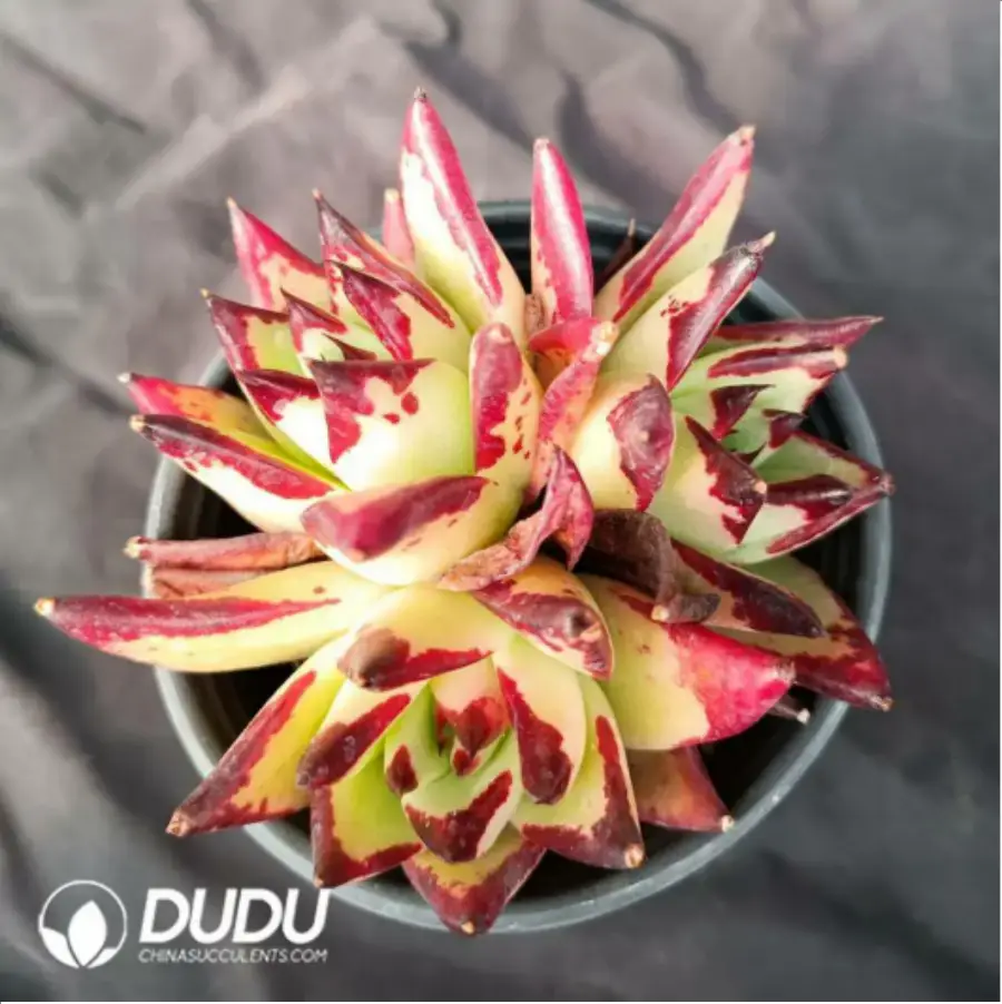 1-2588.webp Echeveria Meikuan - Image 1