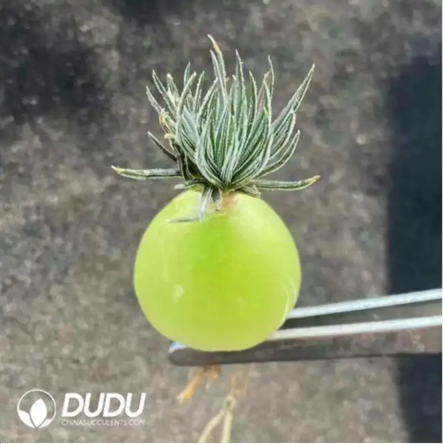 1-259.webp Ornithogalum Caudatum - Image 1