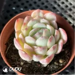 Echeveria  pulidonis