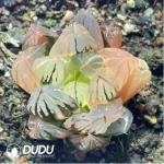 Haworthia Crystal Variegated