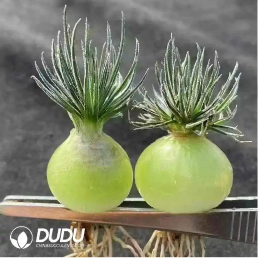 1-260.webp Ornithogalum Caudatum - Image 1