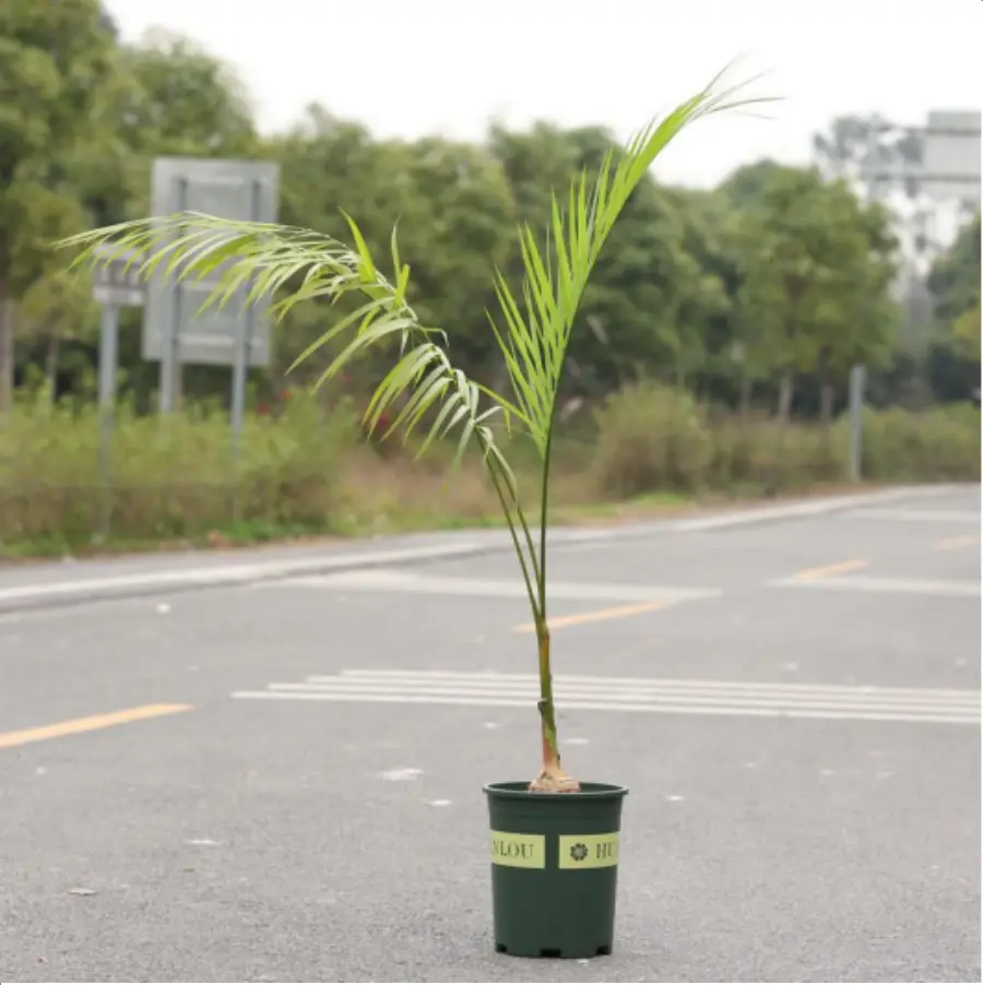 1-2601.webp Euphorbiaceae Gaussia gomez-pampae - Image 1