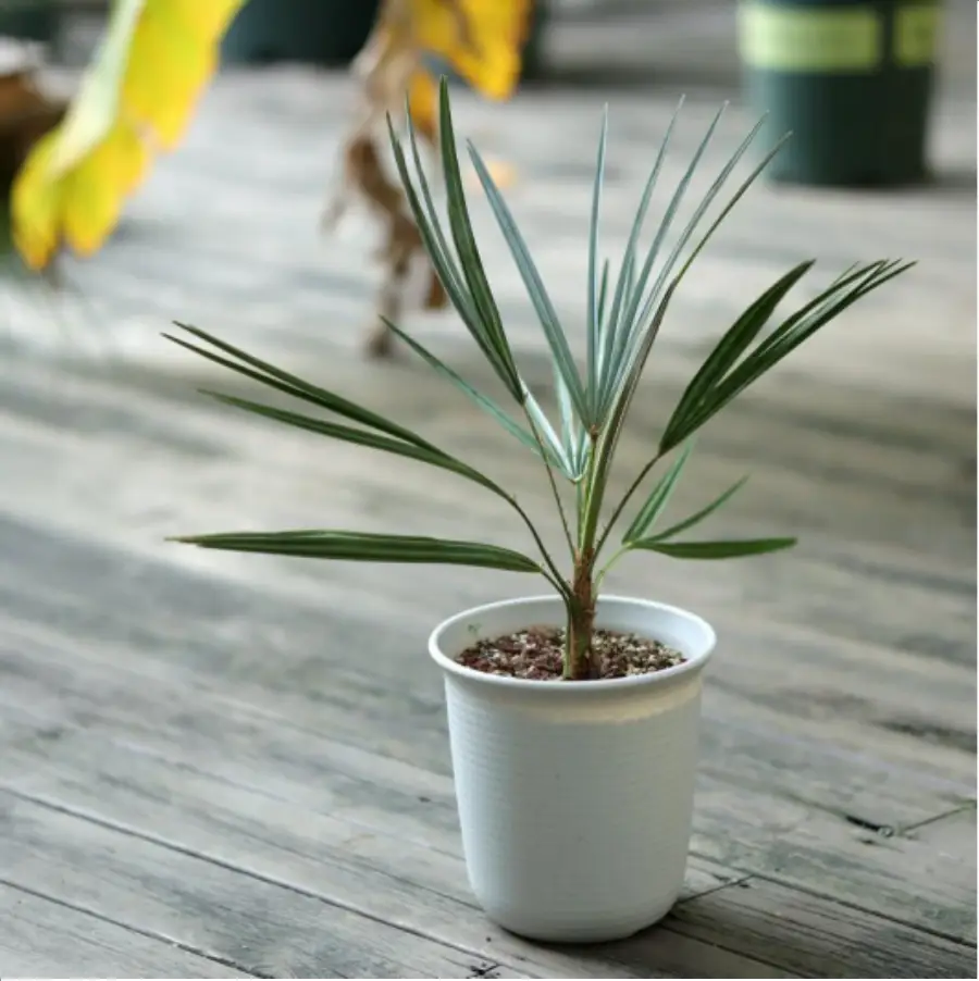 1-2608.webp Euphorbiaceae Chamaerops humilis var. cerifera - Image 1