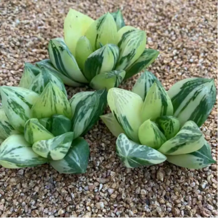 1-2619.webp Haworthia baocao variegated - Image 1