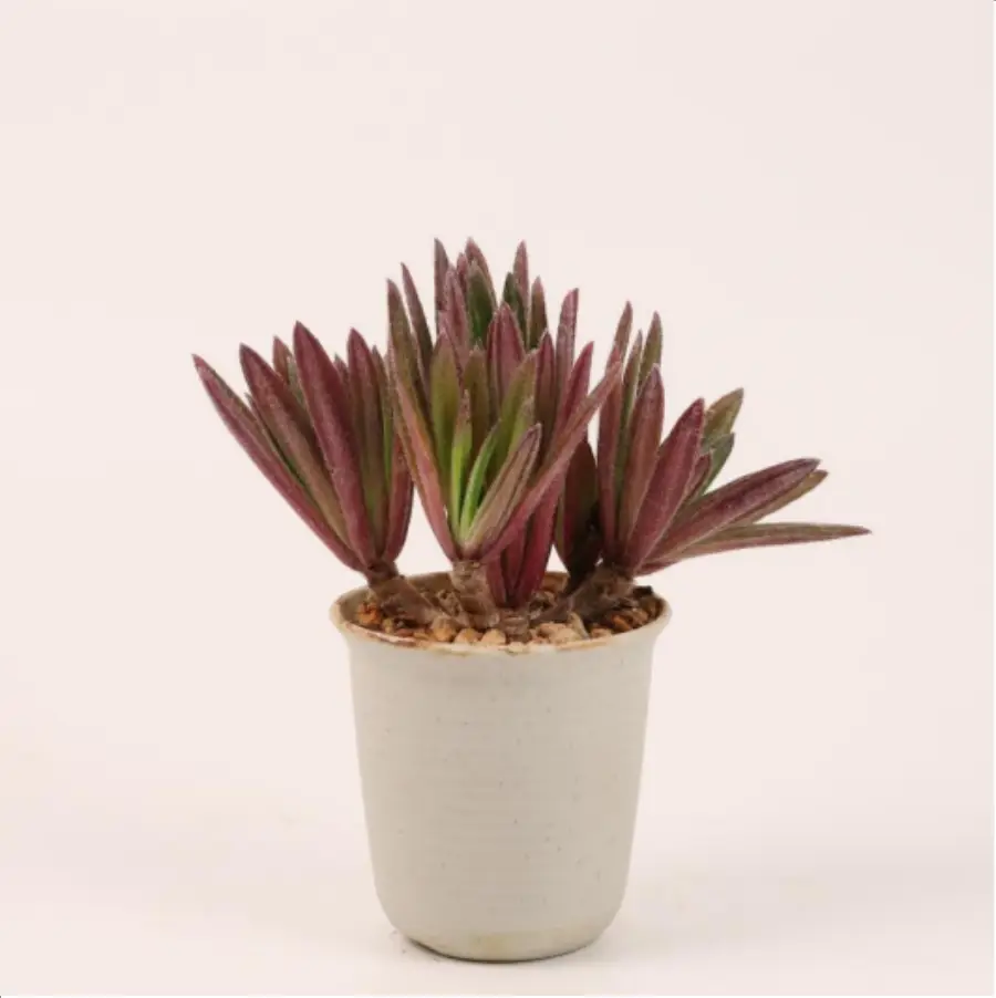 1-2621.webp Euphorbiaceae Primulina ophiopogoides Clustering - Image 1