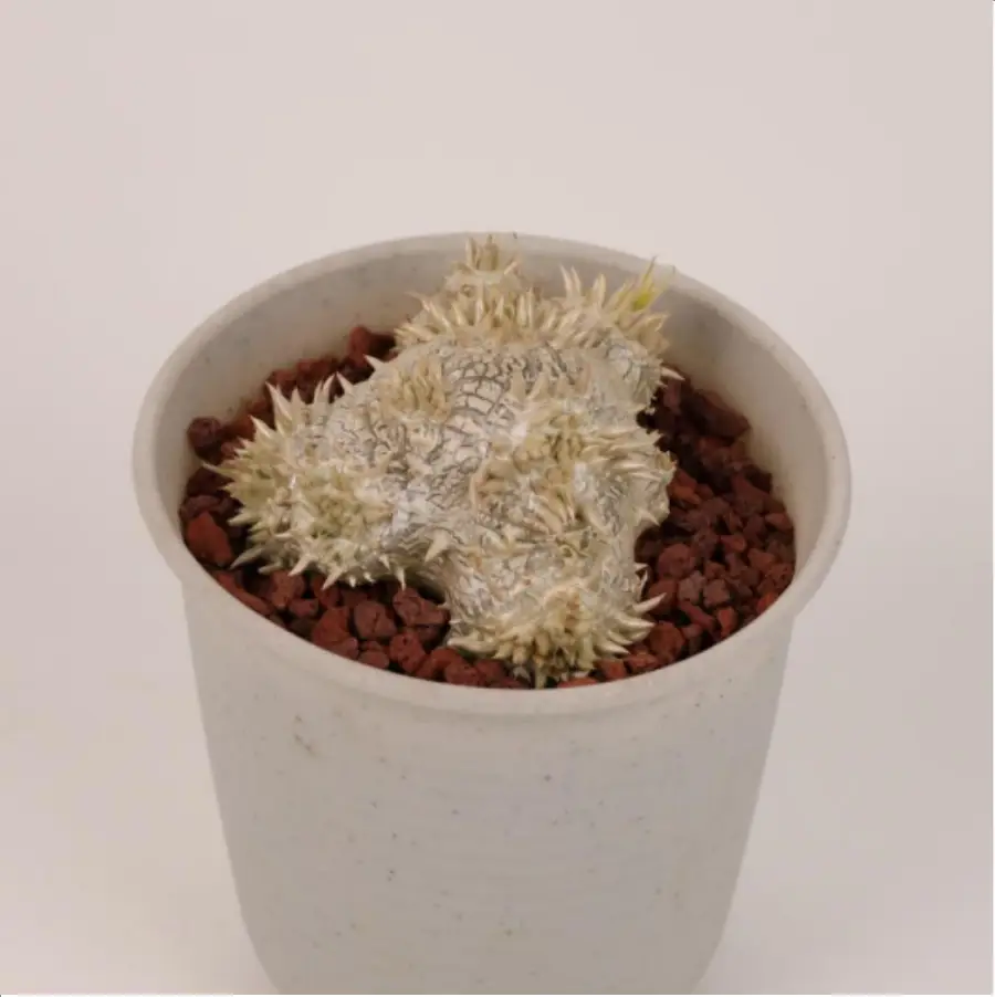 1-2624.webp Euphorbiaceae Pachypodium brevicaule - Image 1