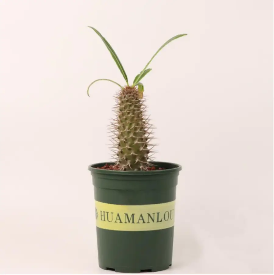 1-2625.webp Euphorbiaceae Pachypodium lamerei - Image 1