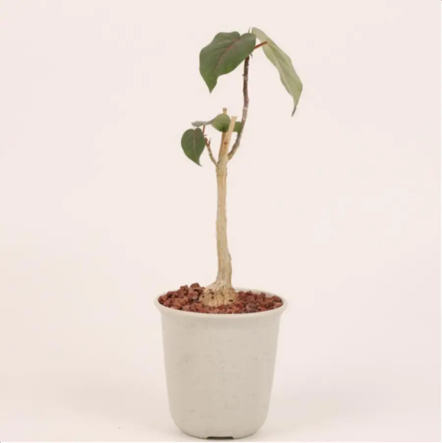 1-2631.webp Euphorbiaceae Ficus petiolaris - Image 1